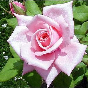 Meet your Posher, Farzana